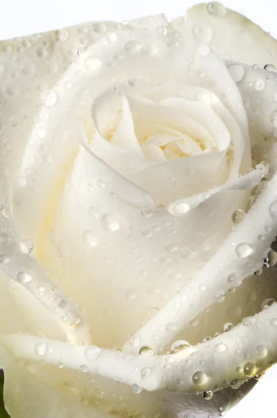 Rosa, fiore isolato su bianco con gocce — Foto Stock
