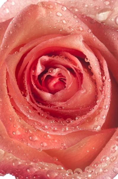 Rosa, fiore isolato su bianco con gocce — Foto Stock