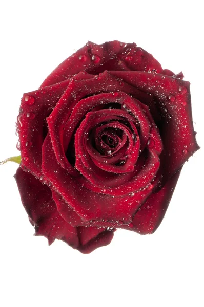 Rosa vermelha, flor isolada em branco com gotas — Fotografia de Stock