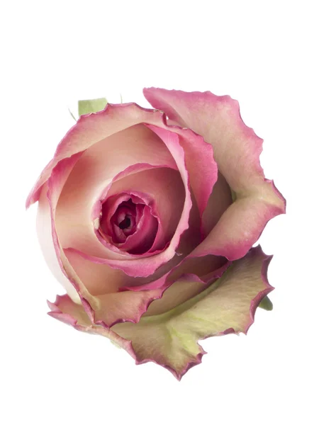 Rosa, fiore isolato su bianco — Foto Stock