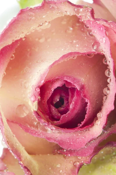 Rose, bunga terisolasi pada putih dengan tetes — Stok Foto