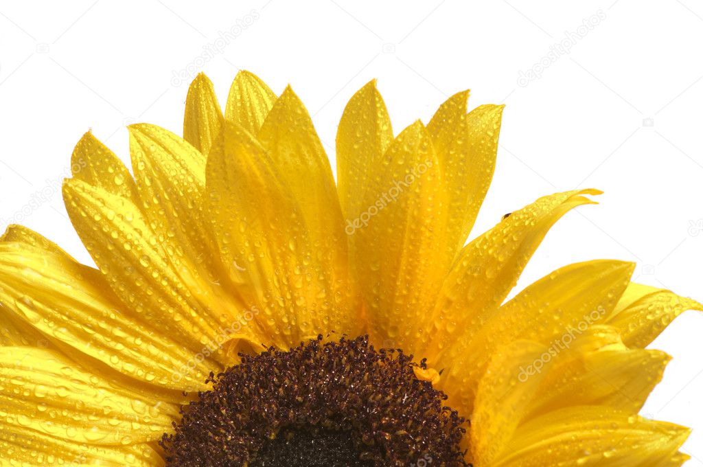 Yellow sunlower isolated on white