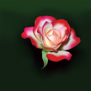 Rose01