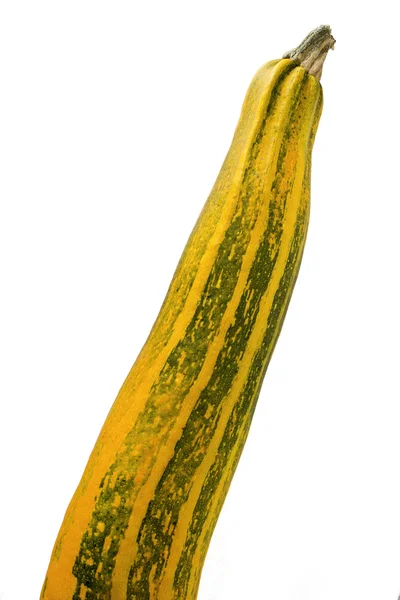 Long zucchini — Stock Photo, Image