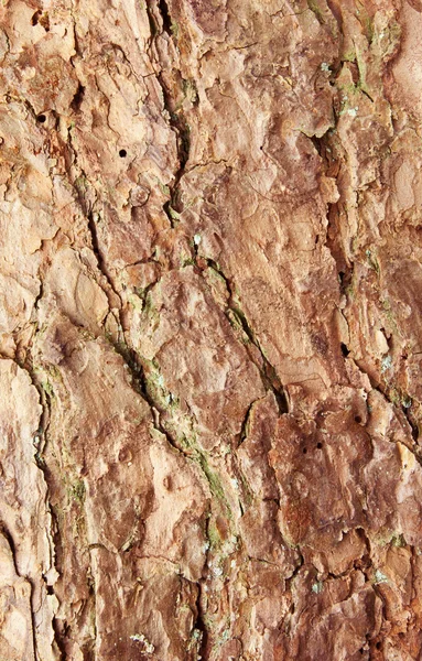 Casca de textura de pinheiro — Fotografia de Stock