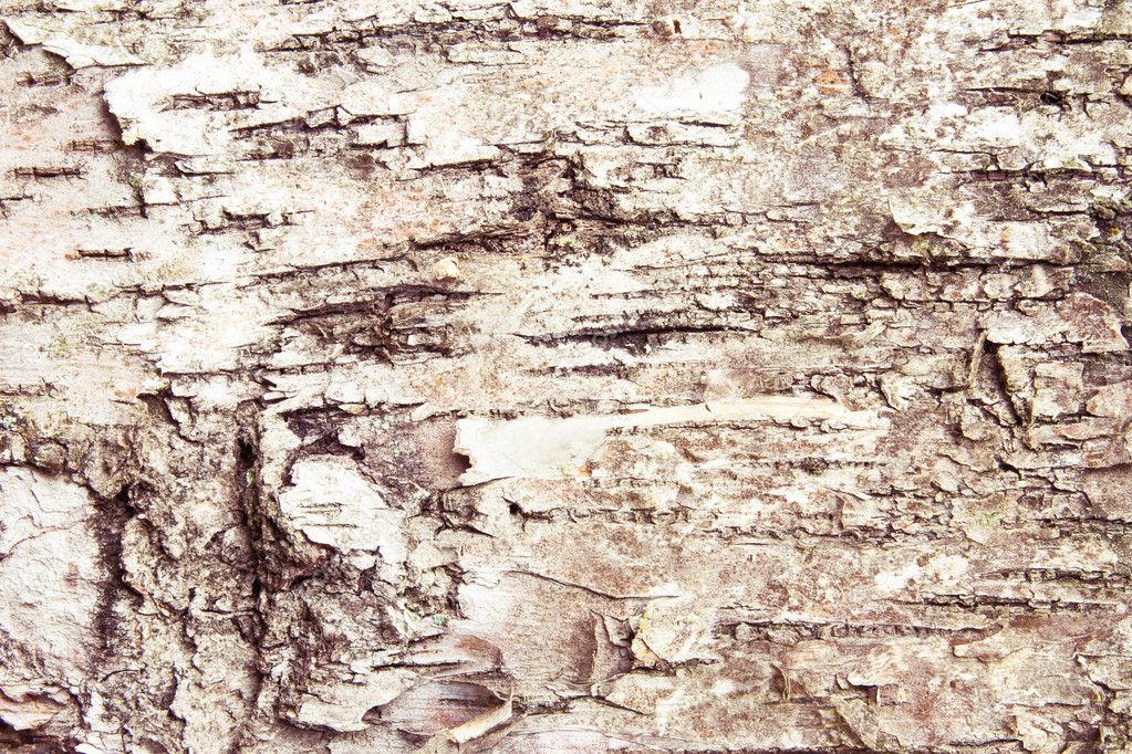 Bark of pine tree texture