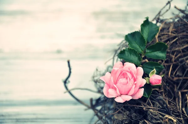 Różowa róża w gnieździe — Zdjęcie stockowe