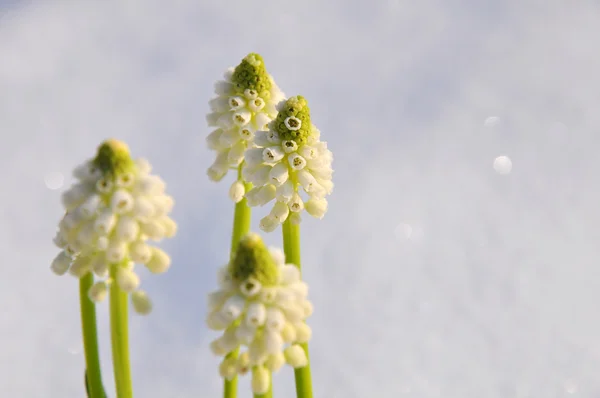 Bílými muskary květy Stock Fotografie
