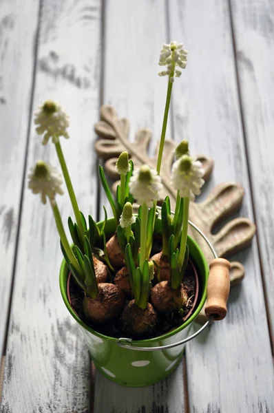 White muskari in a green pot — Stock Photo, Image