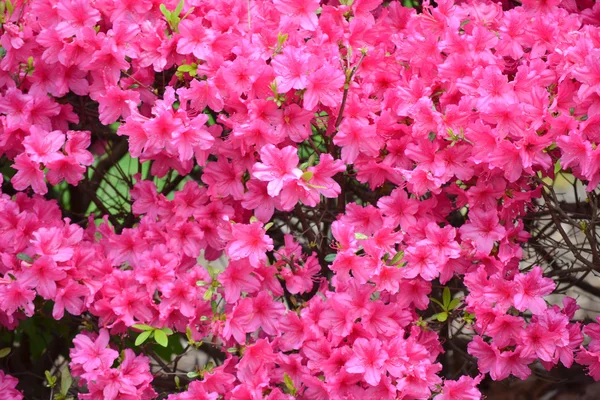 stock image Pink Azalea Bush Blooming in the Springtime