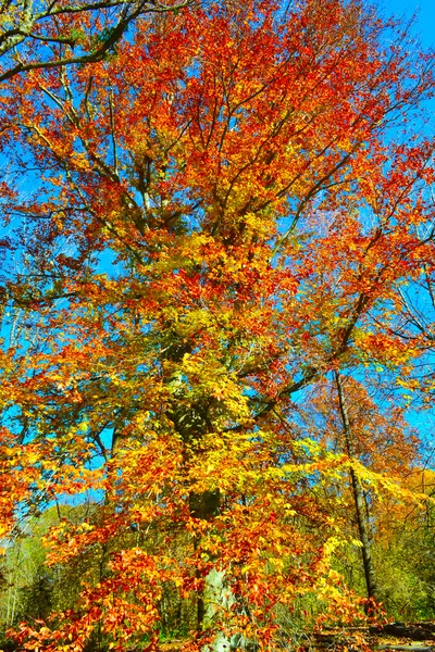Folhas de queda mudando cores — Fotografia de Stock