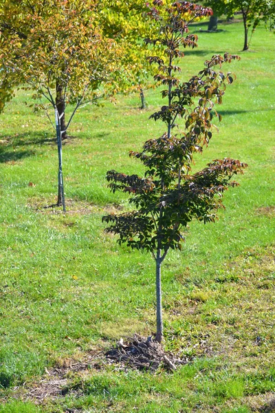 stock image Small Tree in Tree Farm