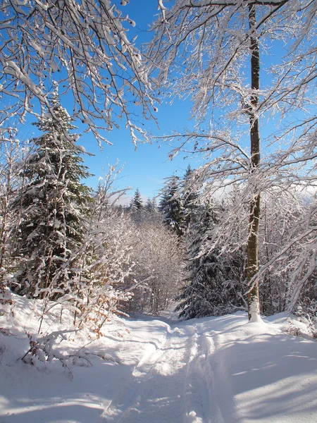 Bos in de winter — Stockfoto