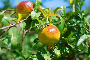 Pomegranate on a sunny day in Greece clipart