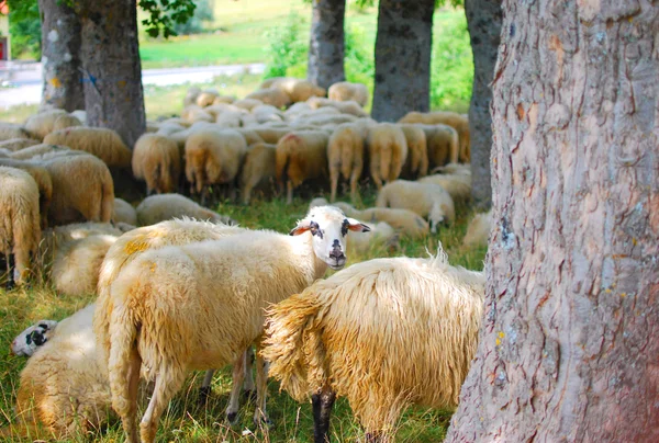 在黑山国羊 — 图库照片