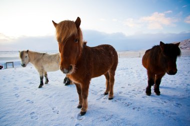 Flock of Icelandic horses grazing in the meadow clipart