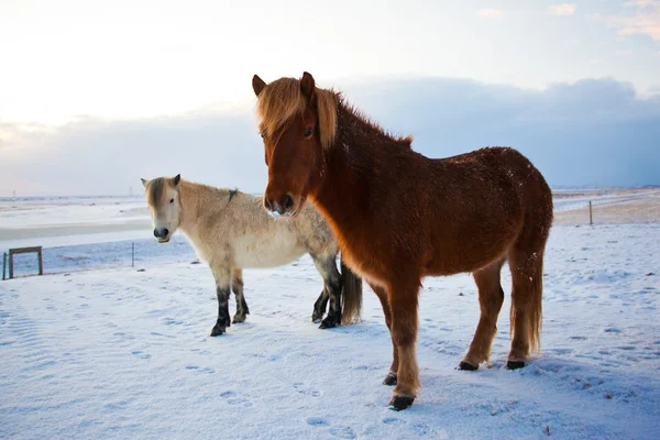 アイスランドの馬が牧草地に放牧の群れ — ストック写真