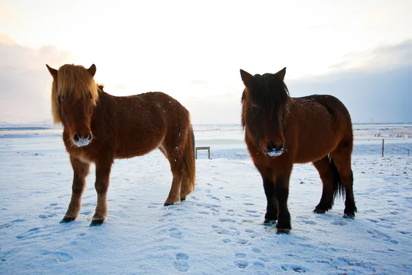 Rebanho de cavalos islandeses pastando no prado — Fotografia de Stock