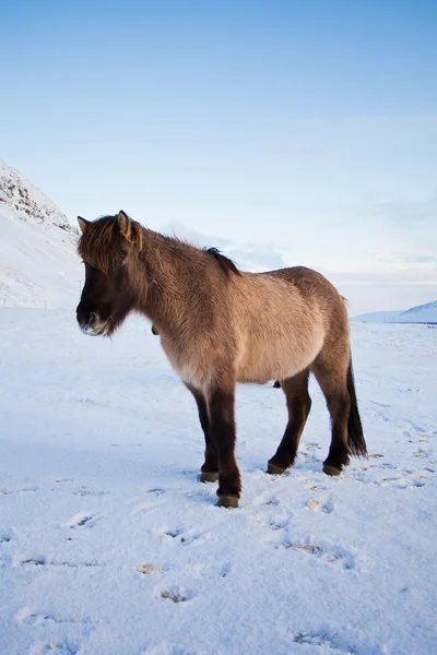 Herde von Islandpferden auf der Weide, Skandinavien, Europa — Stockfoto
