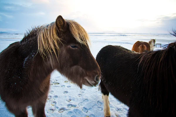 Gregge di cavalli islandesi al pascolo nel prato, Scandinavia, Europa — Foto Stock