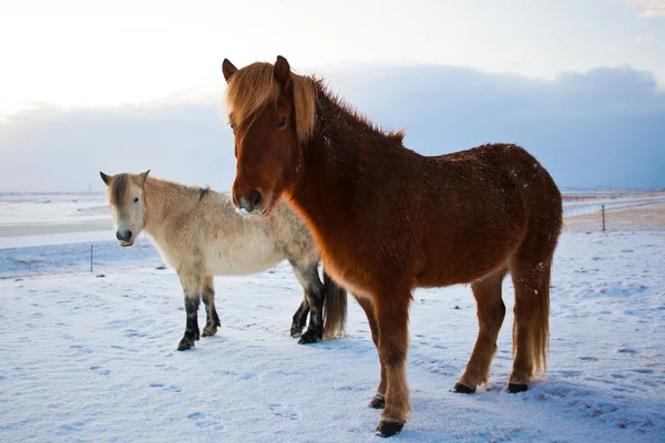Gregge di cavalli islandesi al pascolo nel prato — Foto Stock