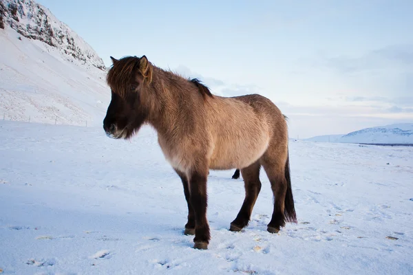 Hejno islandské koně pasoucí se na louce — Stock fotografie