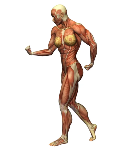 Mięśnie u kobiet — Zdjęcie stockowe