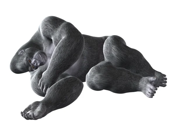 Lying gorilla, leżący goryl — Stock Photo, Image