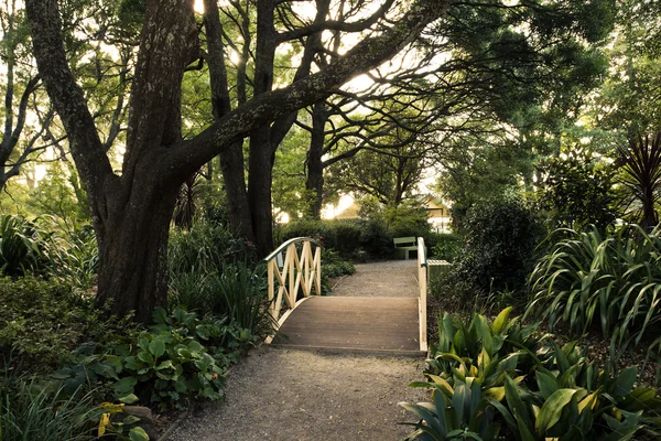 stock image Bridge in the forest