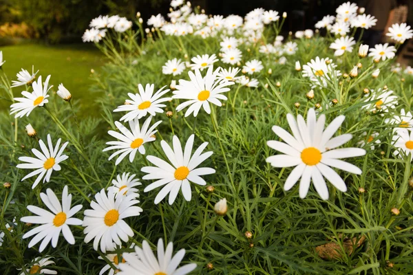 stock image White daisy