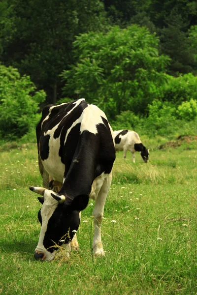 Otlayan inek — Stok fotoğraf