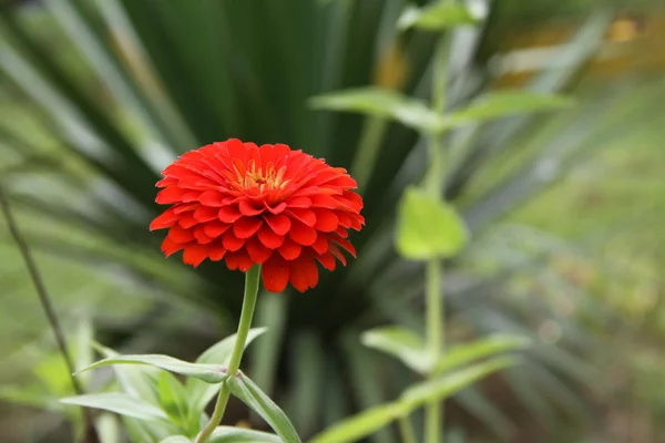 빨간 꽃 — 스톡 사진