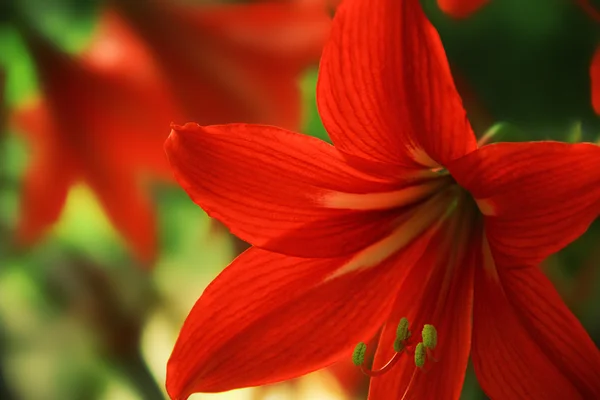 Rote Blume im Garten — Stockfoto
