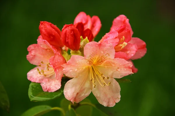 Kleine bloemen in de regen — Stockfoto