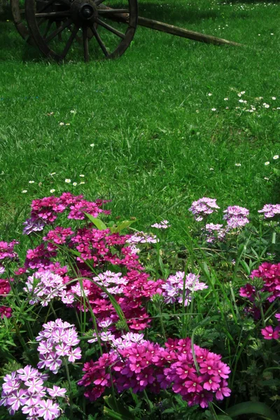 Pink flowers in the garden — Stock Photo, Image