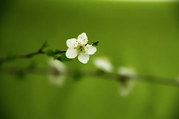 Маленький цветок дерева — стоковое фото