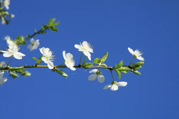 Květiny stromu — Stock fotografie