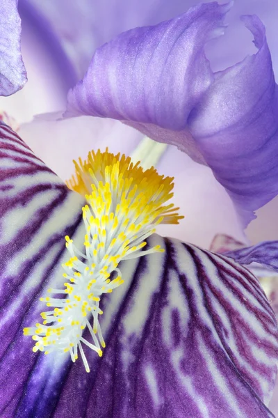 stock image Detail of iris germanica