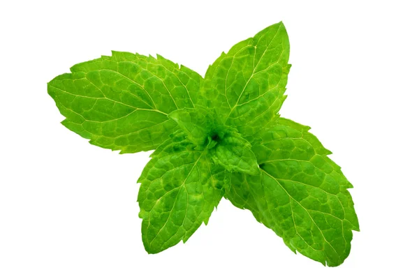 stock image Sheets of mentha rotundifolia