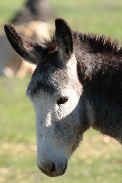 stock image Portrait head of an ass in the nature