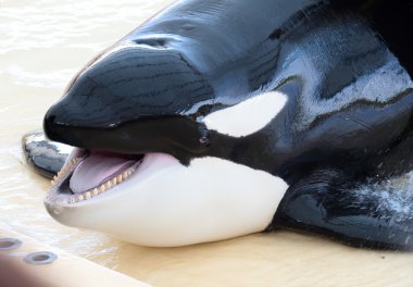 Portrait of a killer whale's head clipart