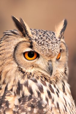 Portrait of real owl clipart