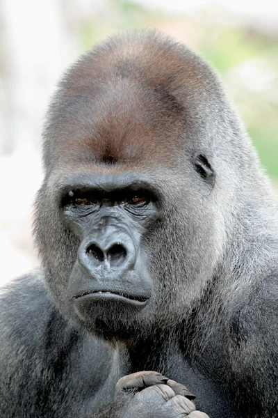 Retrato de gorila — Fotografia de Stock