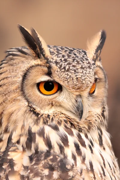 stock image Portrait of real owl