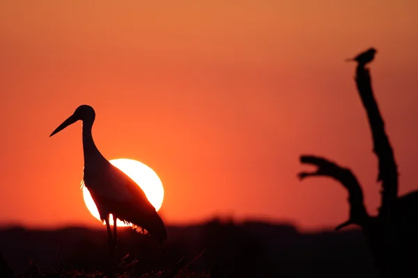 Čáp a západ slunce — Stock fotografie