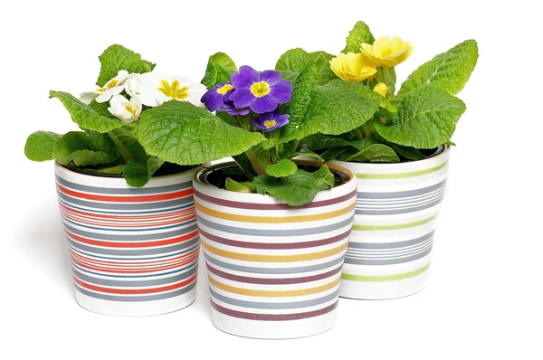 Primeroses multicolores dans des pots de fleurs rayés — Photo