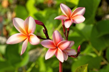 renkli plumeria