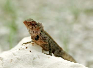 Agama kertenkele