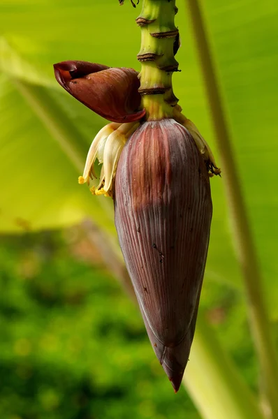 Banana Flower — Stock Photo, Image