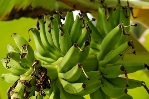 Zielone banany na bananowca — Zdjęcie stockowe